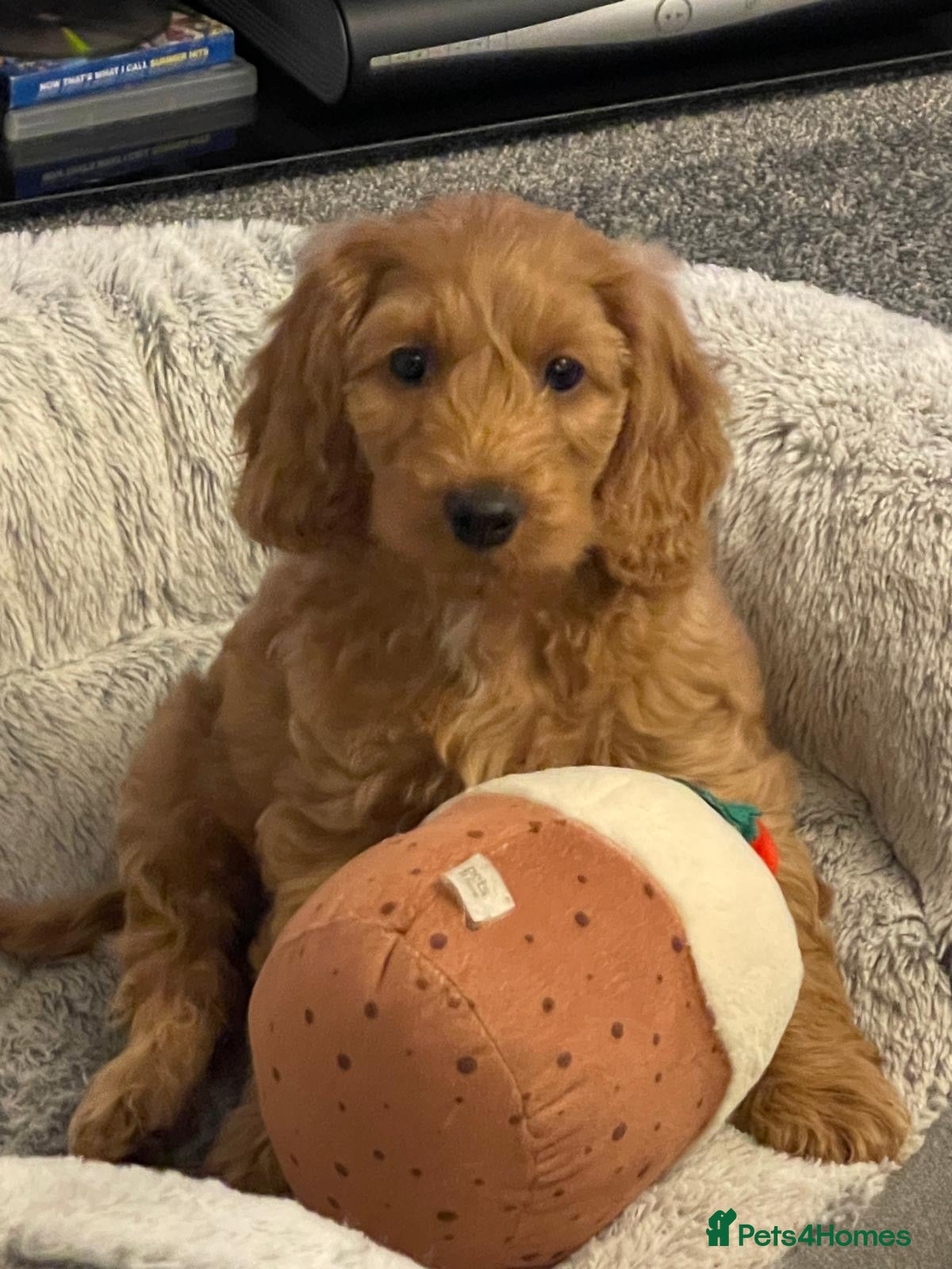 Cockapoo dogs Only one girl left. Price reduction  £1450 - Advert 4