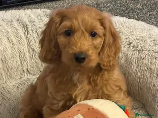 Cockapoo dogs Only one girl left. Price reduction £1450 - Advert 4