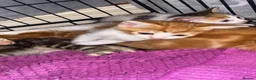 Mixed Breed cats for sale: Two beautiful kittens ready to go to a loving home - Advert 6