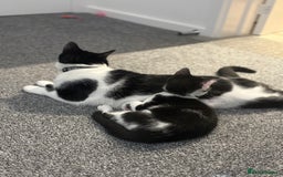 Turkish Van cats for sale: REMOMING 2 beautiful cats - Image 3