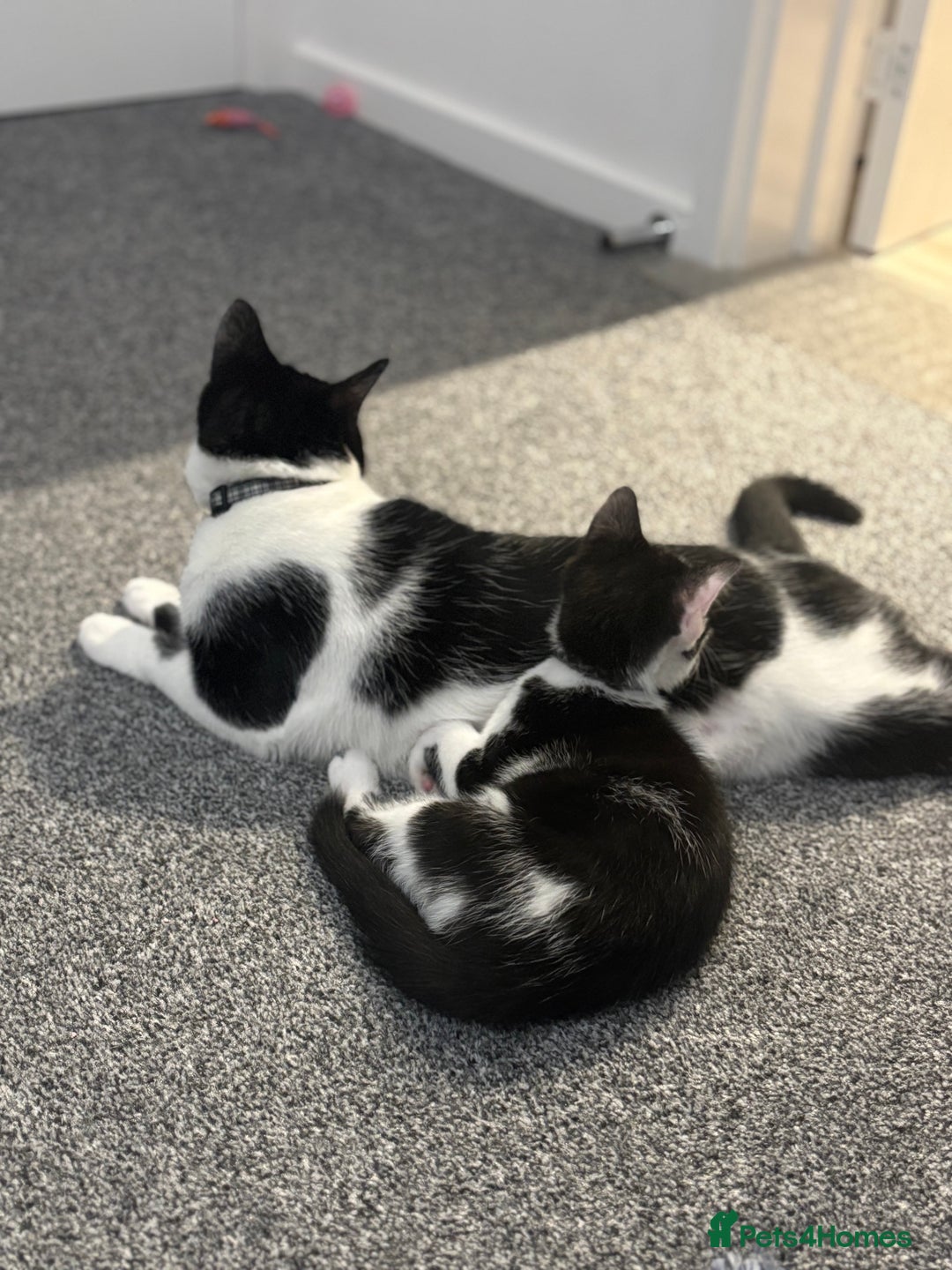 Turkish Van cats for sale: REMOMING 2 beautiful cats - Image 3