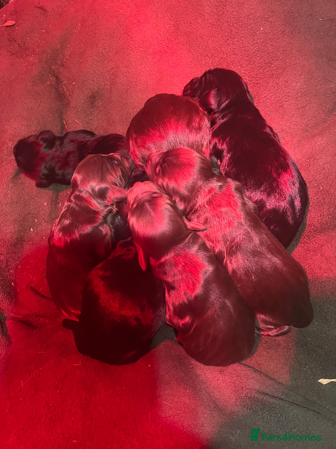 Mixed Breed dogs for sale: Fantastic Floodles! Fun, loyal and loving dogs  - Advert 2