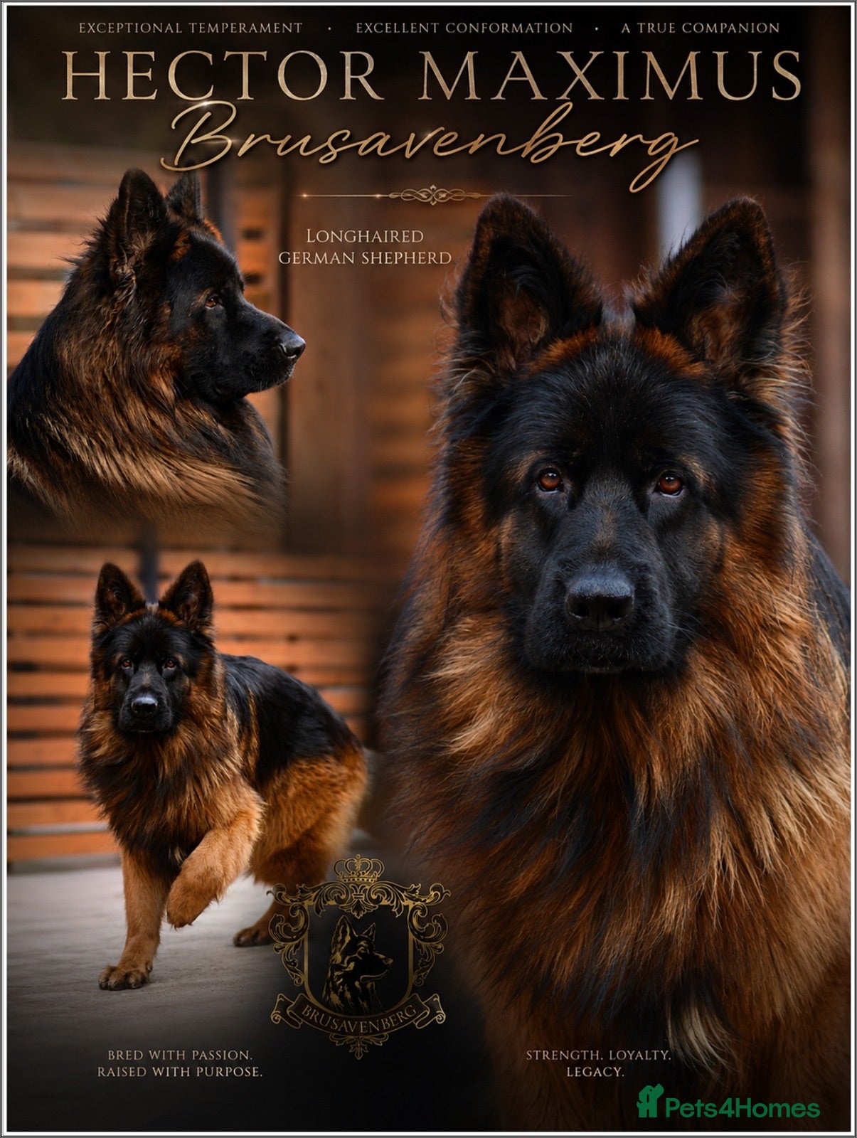 German Shepherd dogs LONGHAIRED SHOW TYPE GSD PUPPIES KC DNA - Advert 10