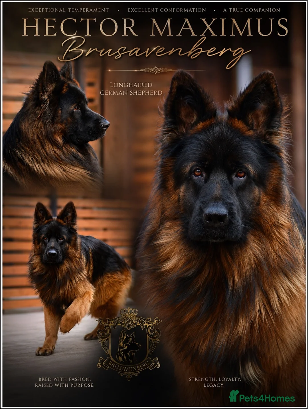 German Shepherd dogs for sale: LONGHAIRED SHOW TYPE GSD PUPPIES KC DNA - Advert 1