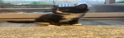 Mixed Breed cats for sale: Beautiful Tuxedo Male kittens in Erith - Advert 8