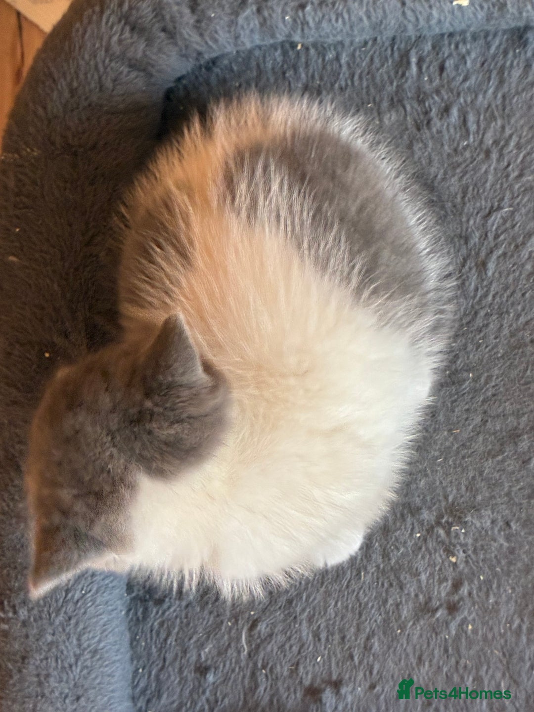 British Shorthair cats for sale: LAST 4 TICA CHAMPION BLOOD LINES BSH KITTENS - Image 5