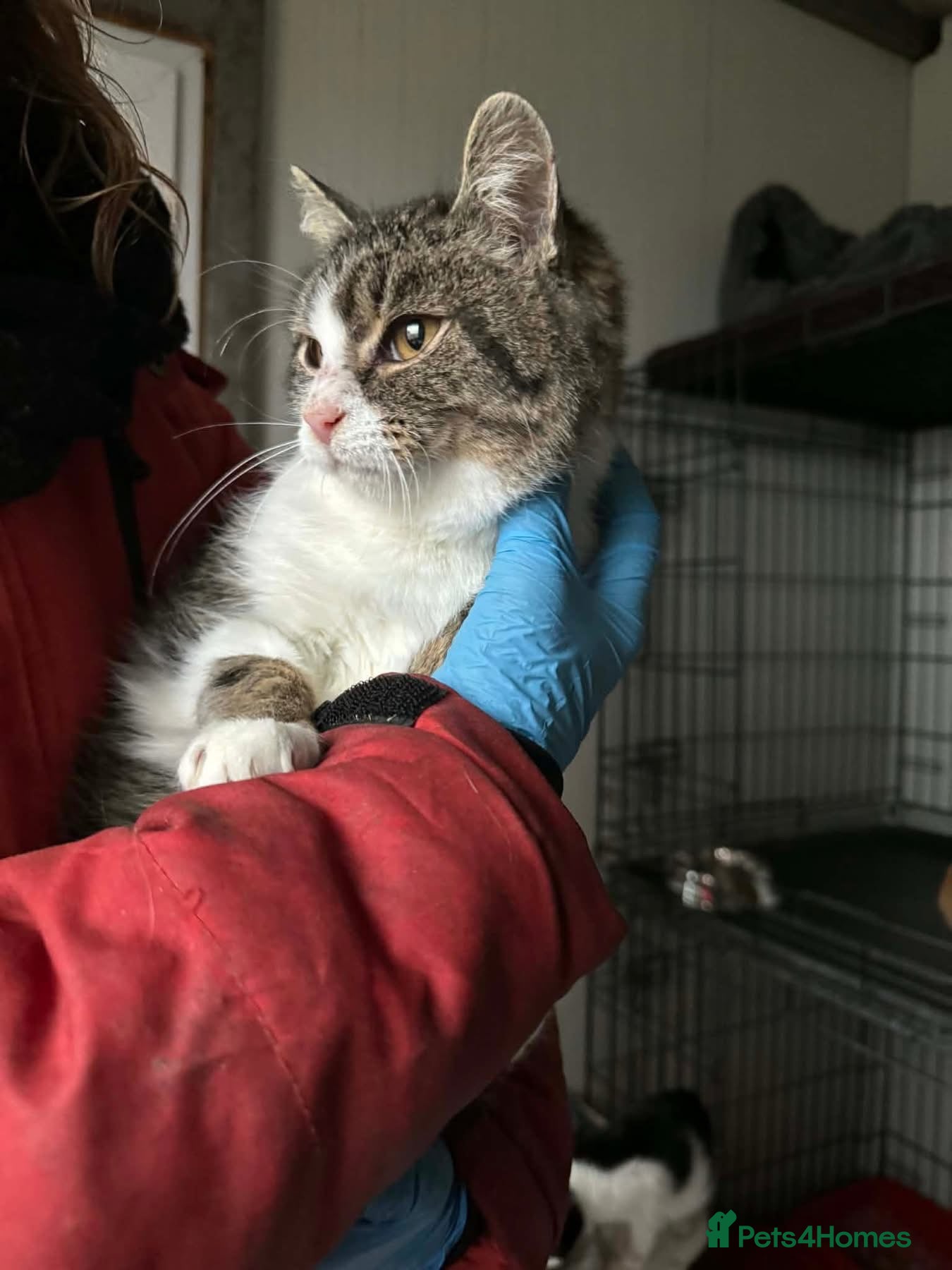 Mixed Breed cats Jojo - Norwich Norfolk  - Advert 2