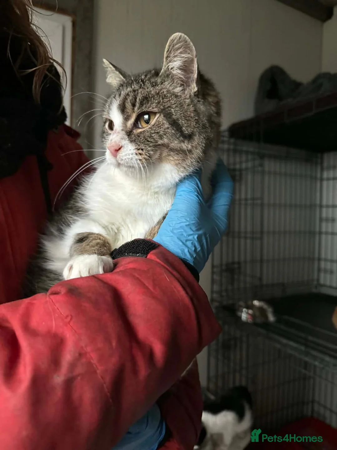 Mixed Breed cats for adoption: Jojo - Norwich Norfolk  - Advert 1