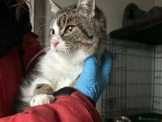 Mixed Breed cats Jojo - Norwich Norfolk - Advert 2