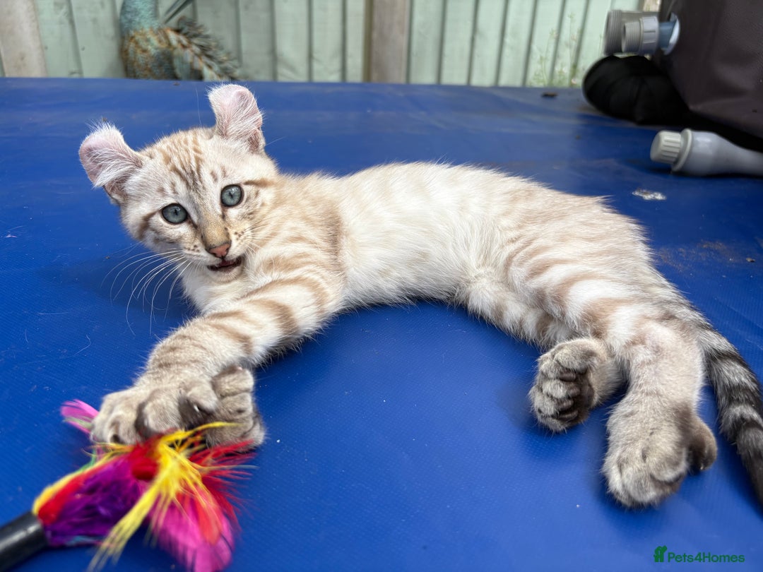 Keetso cats for sale: Super snow leopard girl  - Image 10