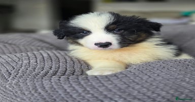 Australian Shepherd dogs - Advert 9