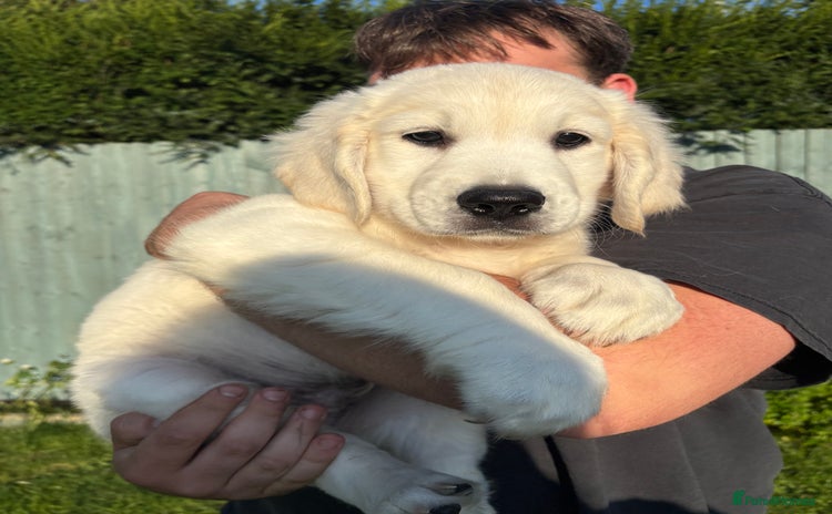 Golden Retriever dogs - Advert 2