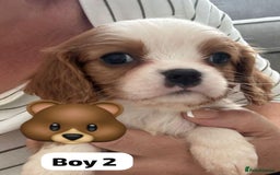 Cavalier King Charles Spaniel dogs for sale: Cavalier King Charles 1 girl 1 boy  - Image 4