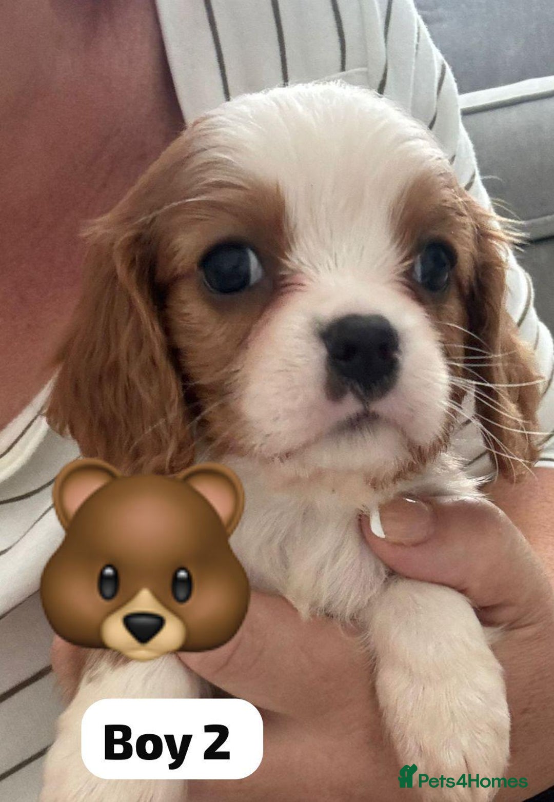 Cavalier King Charles Spaniel dogs for sale: Cavalier King Charles 1 girl 1 boy  - Image 4