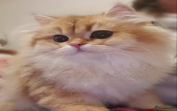 British Longhair cats for sale: Chocolate Golden Shaded British Longhair kitten - Image 7