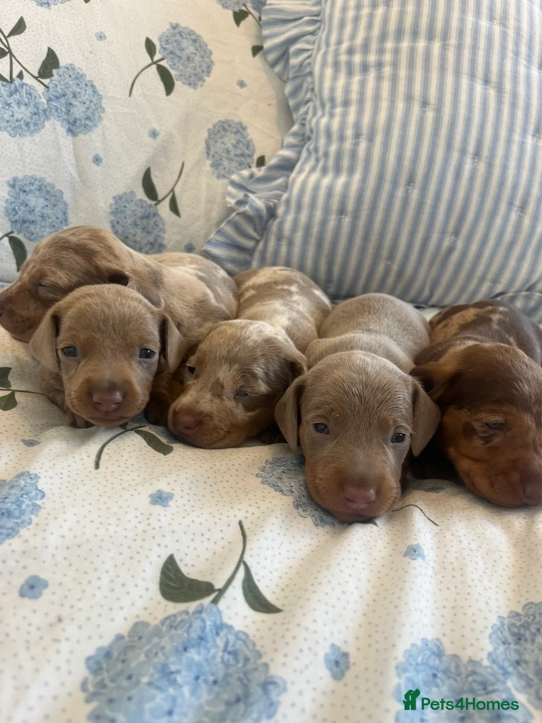 Miniature Dachshund dogs for sale: Kc registered miniature dachshunds❤️ - Advert 1