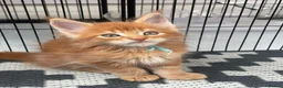 Maine Coon cats for sale:  GORGEOUS MAINE COON KITTENS  in Basingstoke - Advert 2
