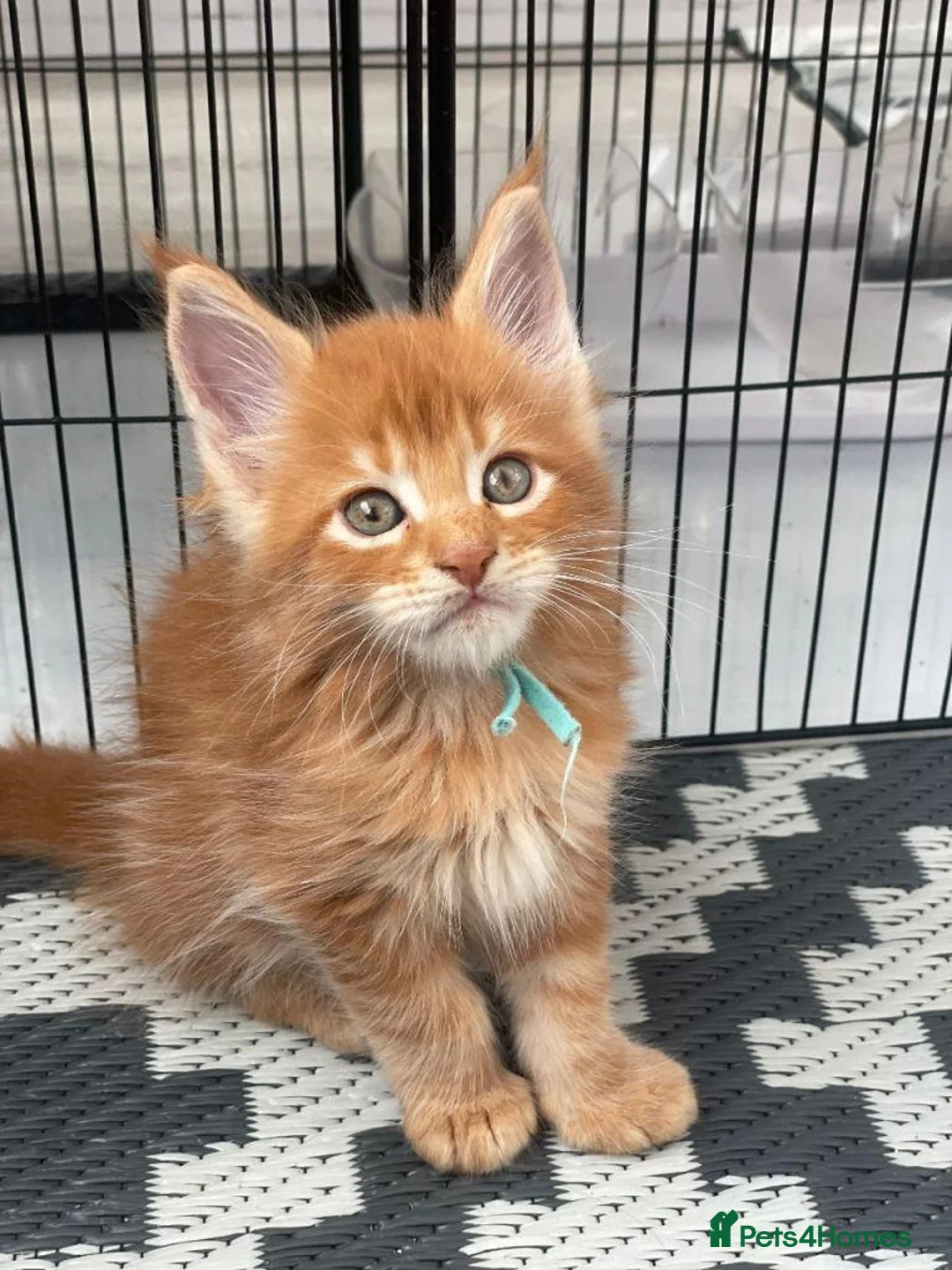 Maine Coon cats for sale:  GORGEOUS MAINE COON KITTENS  in Basingstoke - Advert 2