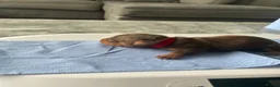 Miniature Dachshund dogs for sale: Miniature dachund pups  - Advert 6