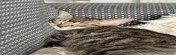 Mixed Breed cats for sale: The most affectionate little tabby - Advert 5