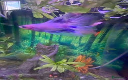 Bettas fish for sale: Stunning male betta blue/white colour  - Image 6