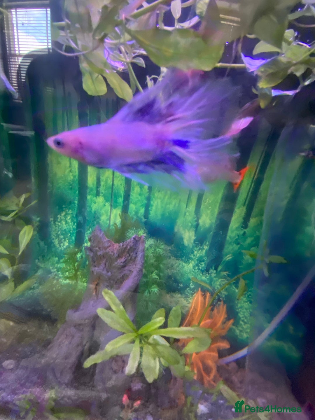 Bettas fish for sale: Stunning male betta blue/white colour  - Image 6