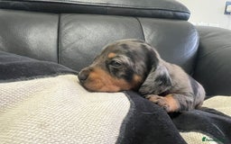 Miniature Dachshund dogs for sale: Champion line miniature Dachshunds KCREG PRACLEAR  - Image 22