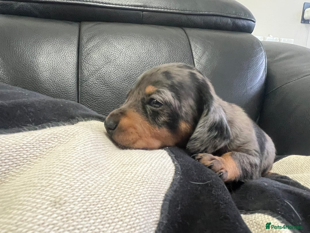 Miniature Dachshund dogs for sale: Champion line miniature Dachshunds KCREG PRACLEAR  - Image 22
