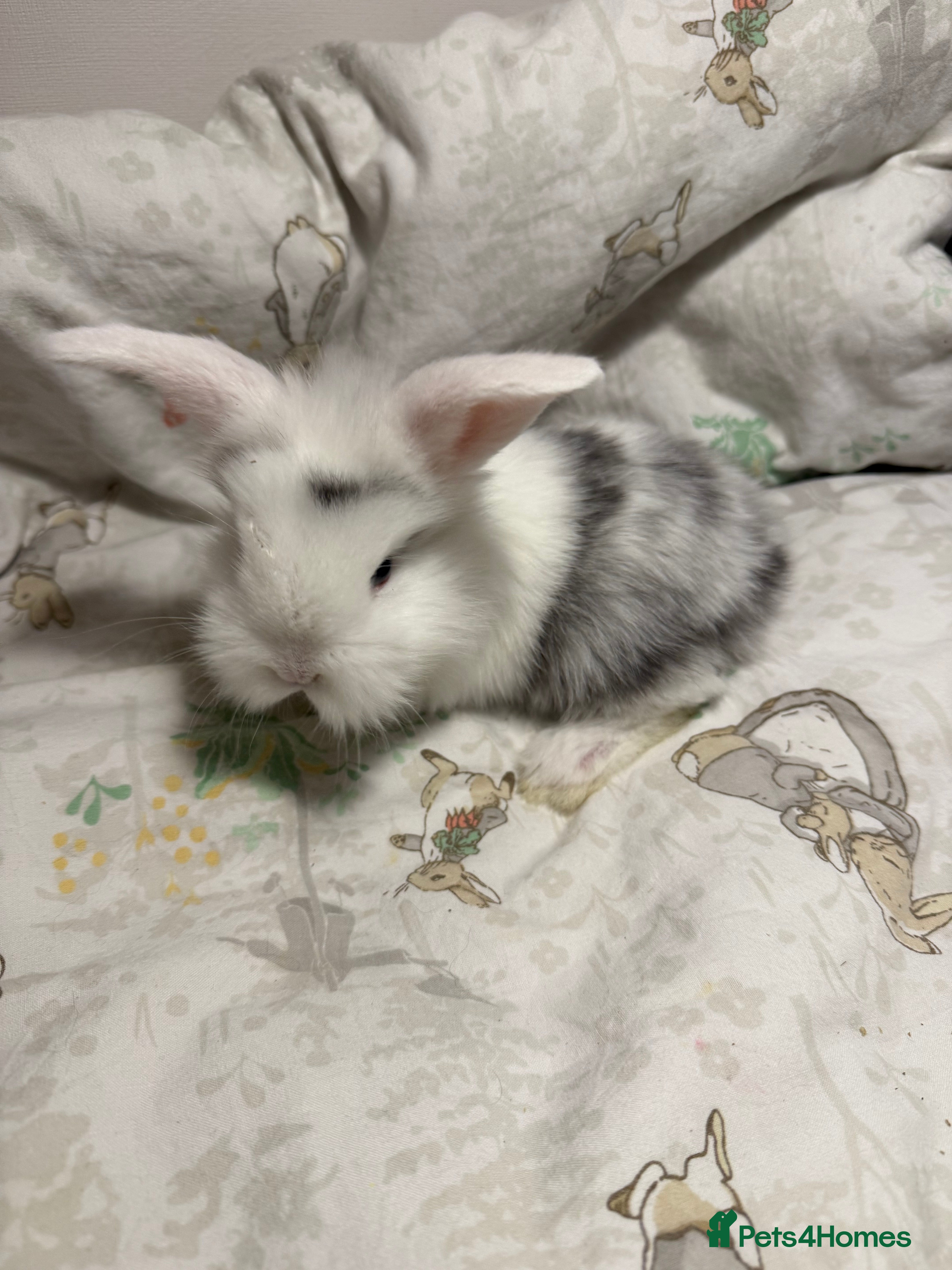 Mixed Breed rabbits Gorgeous Baby Mini Lion Lops - Advert 5