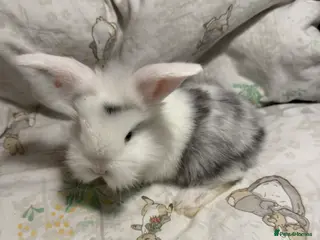 Mixed Breed rabbits Gorgeous Baby Mini Lion Lops - Advert 5