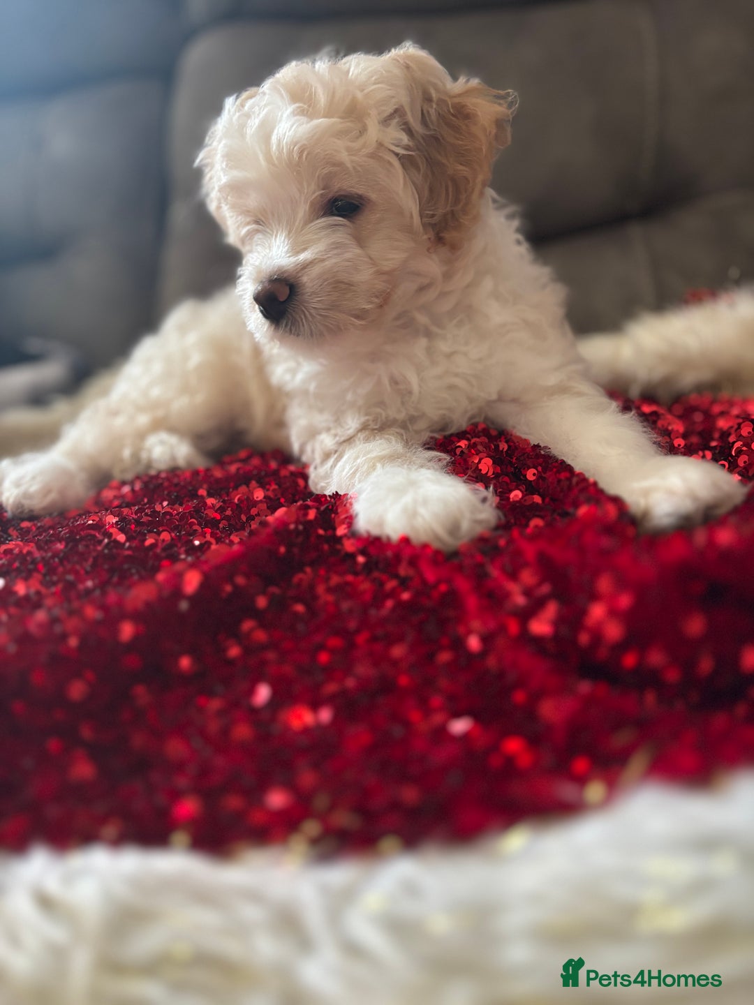 Mixed Breed dogs for sale: 💙 Blue Baby Boy Wants a new home 💙 - Advert 5