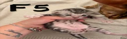 Bengal cats for sale: Bengal Kittens-Beautiful Rosettes – Family Raised - Advert 19