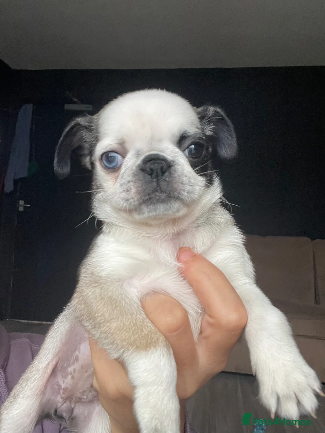 Pug dogs for sale: Pug puppies  in Scunthorpe - Advert 14
