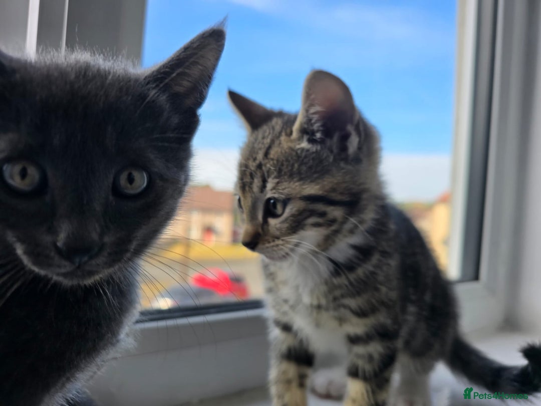 Mixed Breed cats for sale: 8 week kittens - Image 20