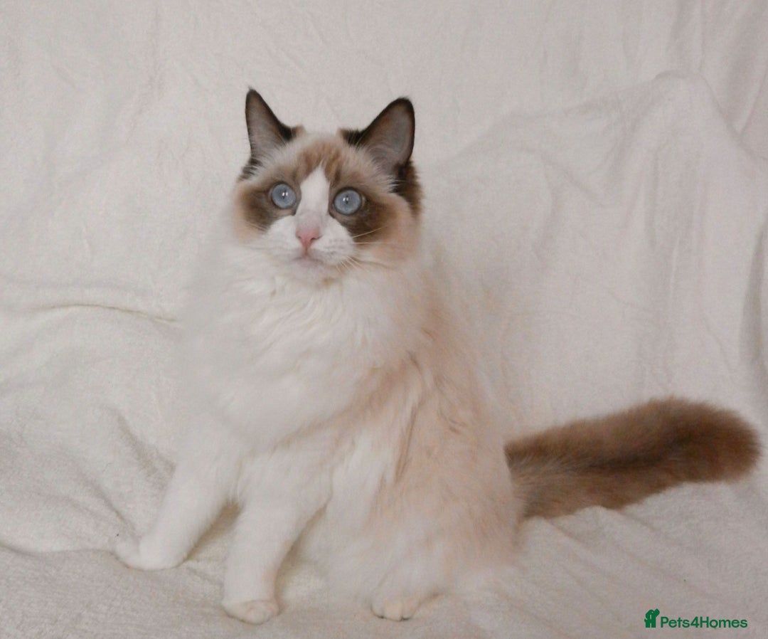 Ragdoll cats for sale: 2 BAby ragdolls ready NOW !! - Image 7
