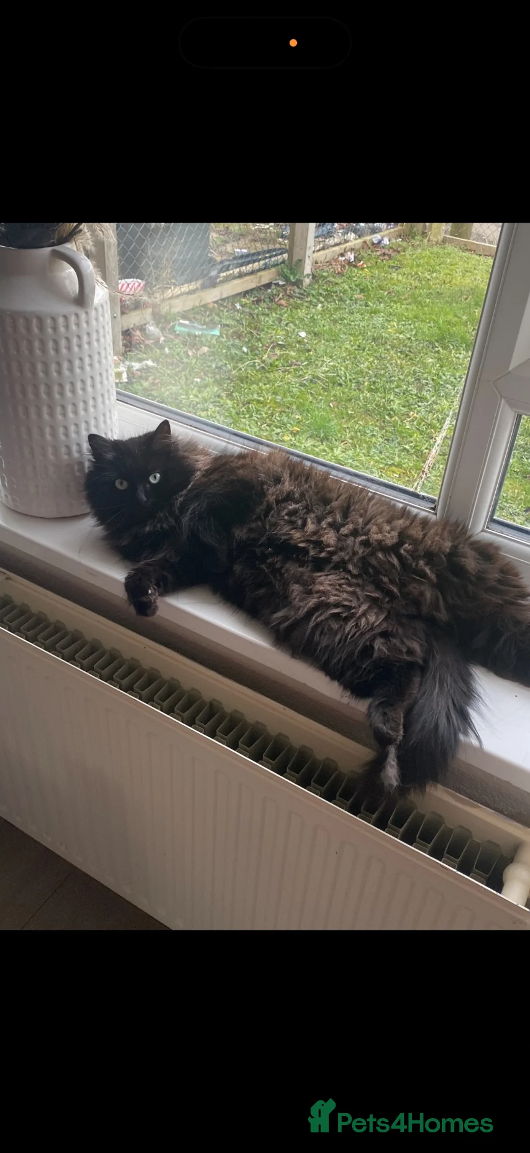 Ragdoll cats for sale: Beautiful smoke ragdoll  in Nottingham - Advert 6