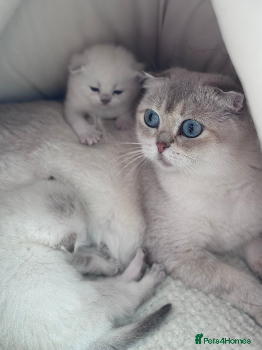 Scottish Fold cats for sale: SCOTTISH FOLD KITTENS 😻 - Advert 10