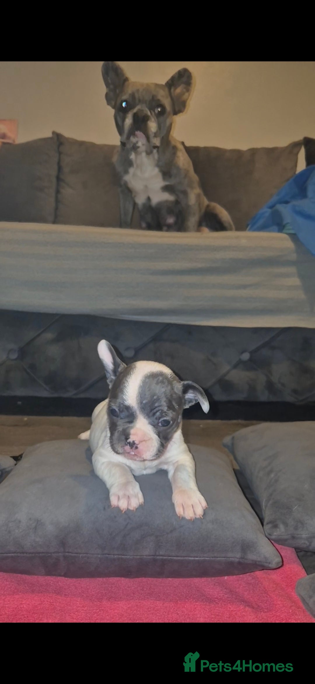 French Bulldog dogs for sale: DWKC beautiful French bulldogs prices negotiable - Advert 14