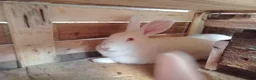 New Zealand rabbits for sale: NZW Rabbits Available Soon in Airdrie - Advert 3