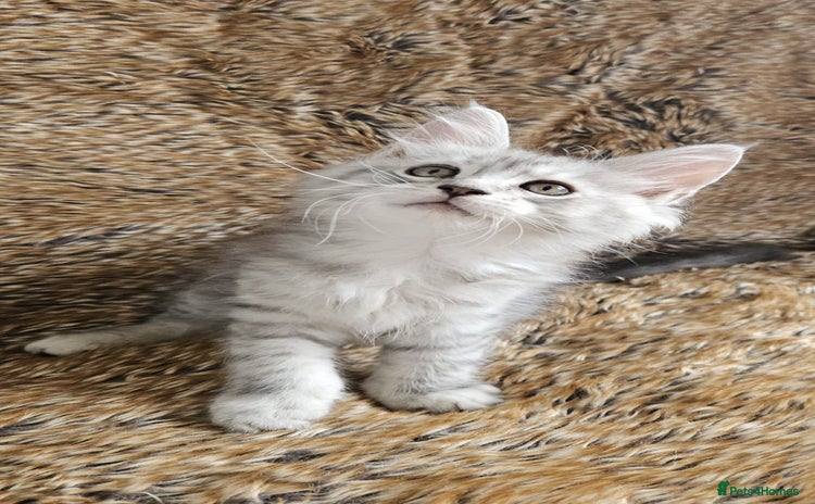 Maine Coon cats - Advert 8