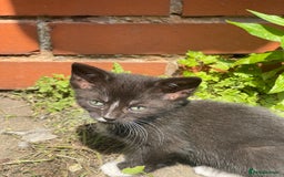 American Shorthair cats for sale: 4 BEAUTIFUL KITTENS FOR SALE - Image 4