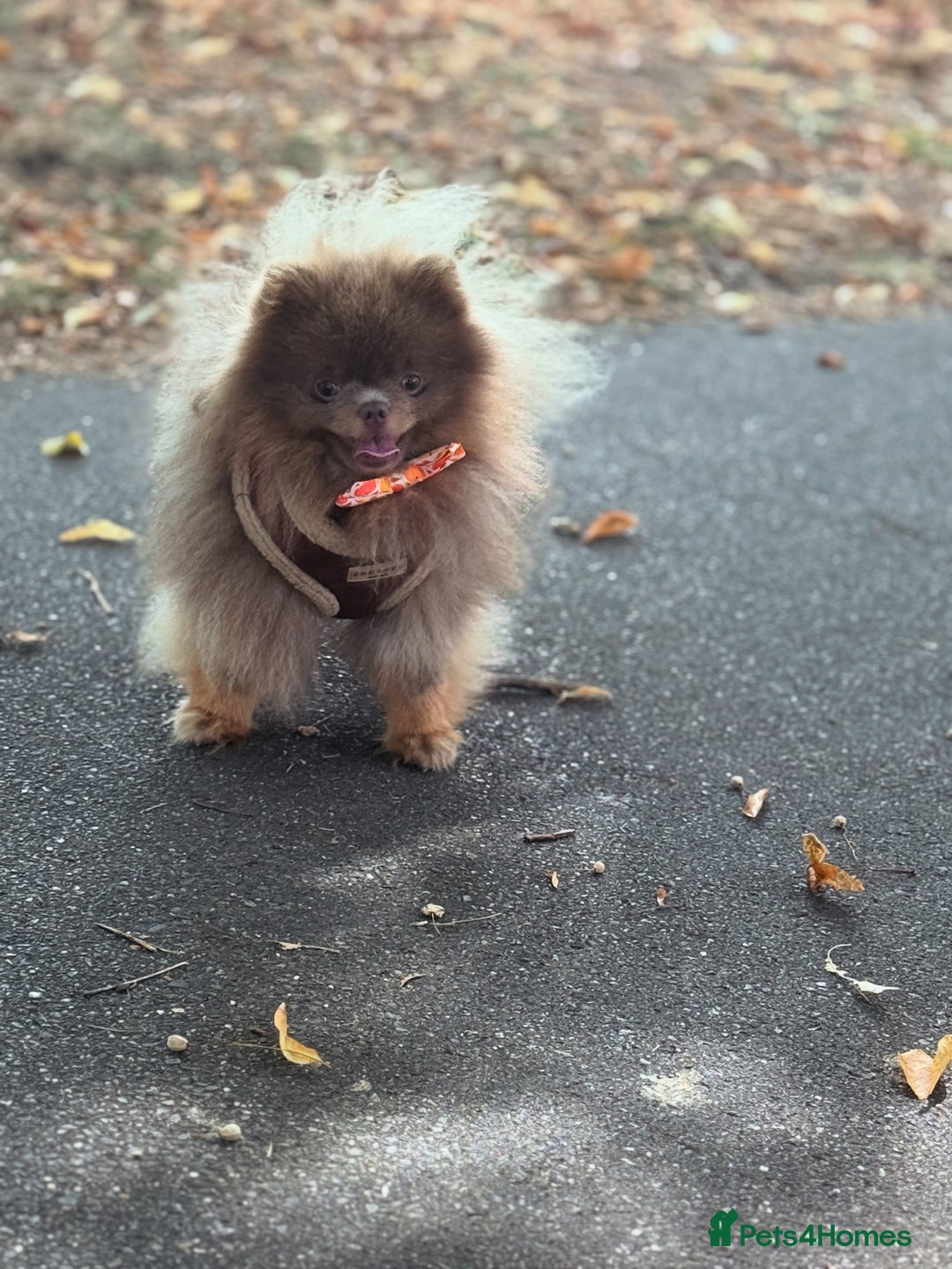 Pomeranian dogs for stud: 🐾✨ ** Lilac Tan Proven Stud Available! ✨🐾 - Image 14