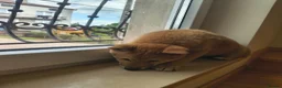 Japanese Shiba Inu dogs for sale: Pure Breed Japanese Shiba Inu Puppies  in Goole - Advert 9