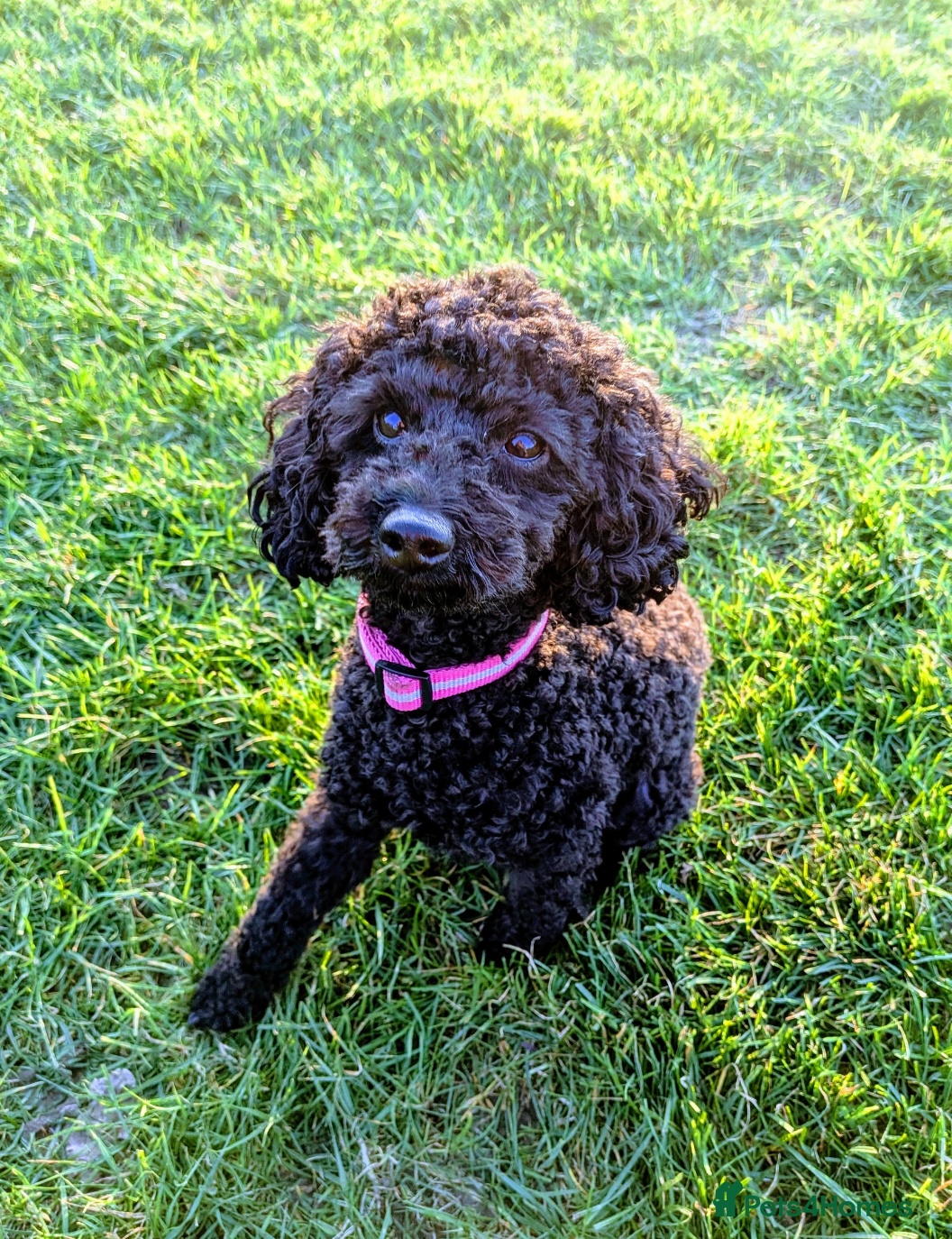 Cockapoo dogs for sale: Toy Cockapoo Puppies for Sale - Advert 2