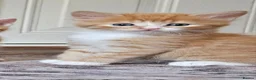 Mixed Breed cats for sale: 6 kittens  in Croydon - Advert 7