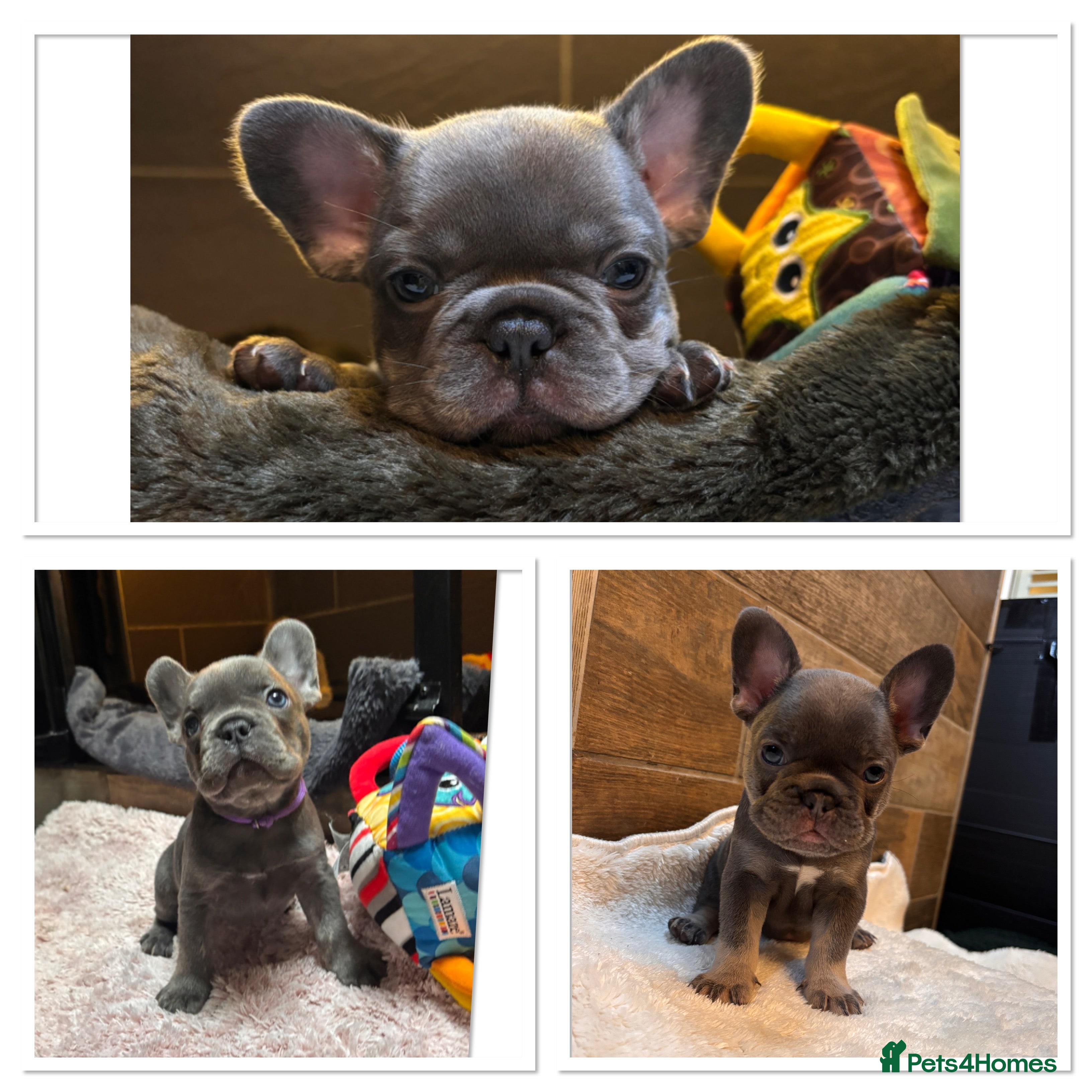 French Bulldog dogs 3 girls left 🥰 - Advert 15