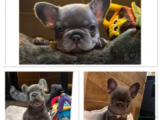 French Bulldog dogs 3 girls left 🥰 - Advert 15