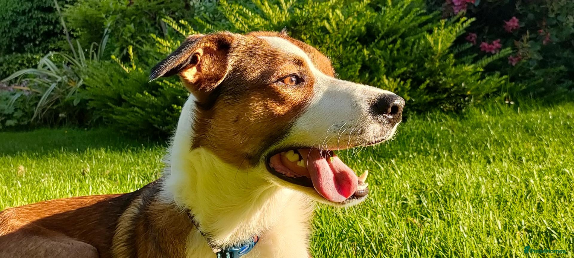 Border Collie dogs URGENT REHOMING REQUIRED - Advert 3