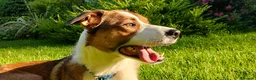 Border Collie dogs for sale: URGENT REHOMING REQUIRED - Advert 1
