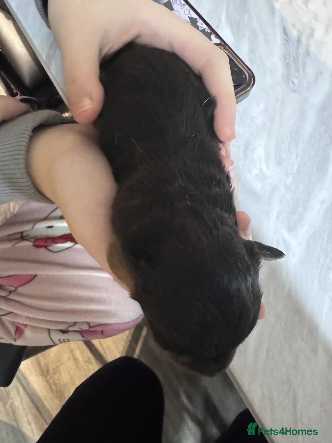 Doxiepoo dogs for sale: Beautiful doxipoo baby’s  - Advert 7